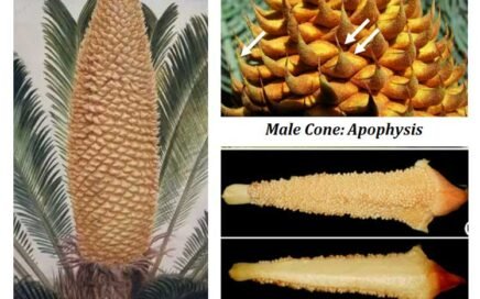 Sexual reproduction in cycas notes