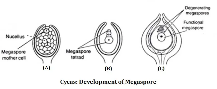 cycas structure of megaspore