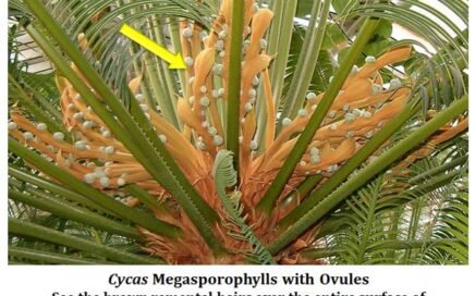 cycas female strobili