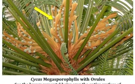 cycas female strobili