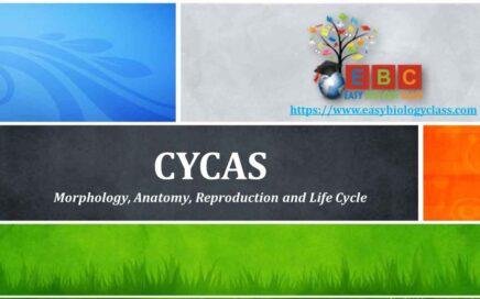 cycas-pf-notes