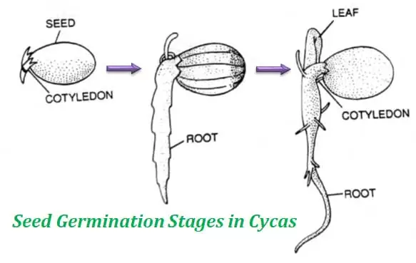 how many cotyledons in cycas