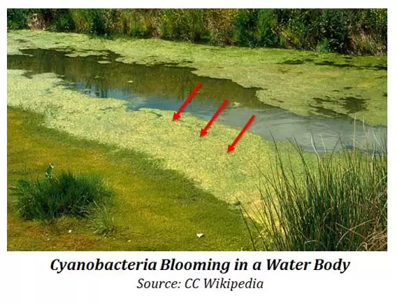 Characteristics of Cyanobacteria
