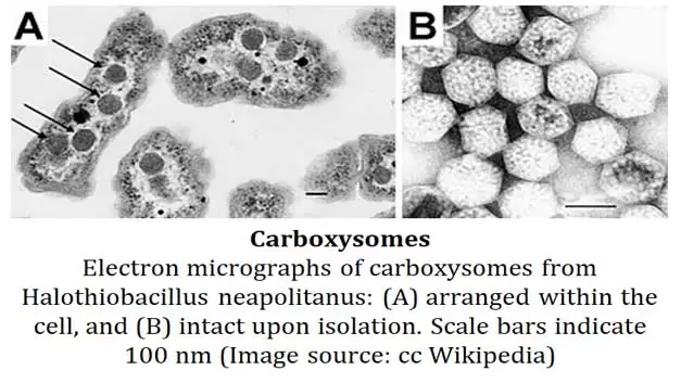 carboxysome
