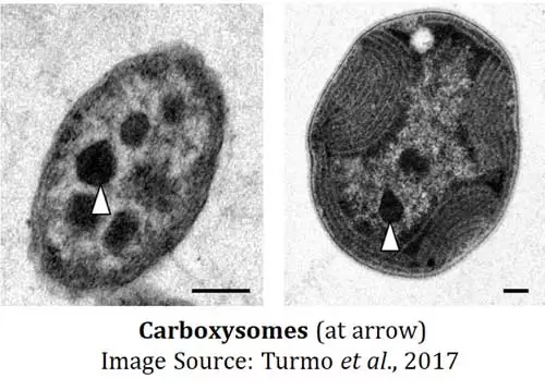 cell organelles in cyanobacteria