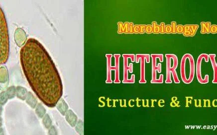 heterocyst Functions