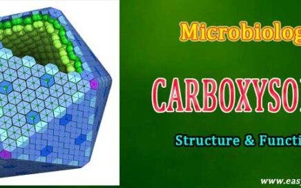 Carboxysomes