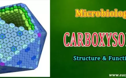 Carboxysomes