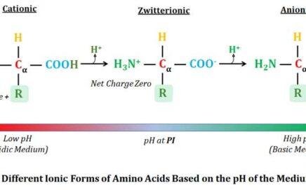 anionic and cationic forms of amino acids