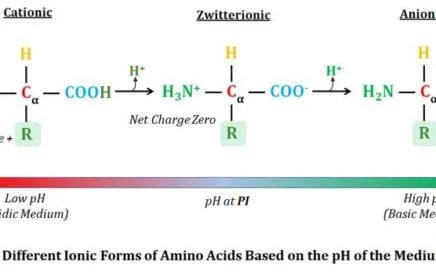 anionic and cationic forms of amino acids