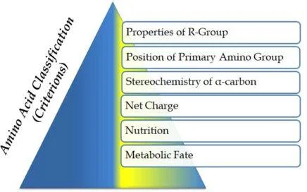 classification of amino acids