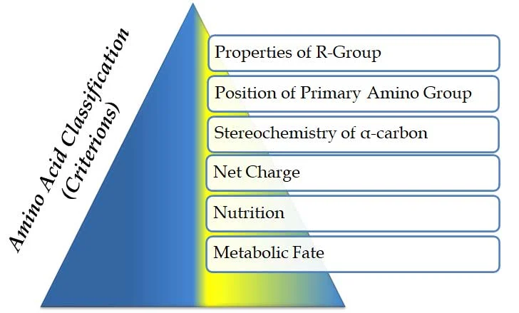 Amino Acid Classification