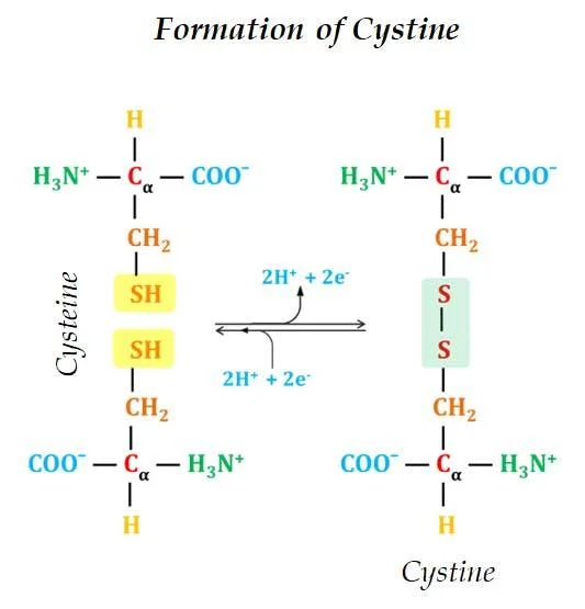 how cystine is formed