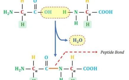 Peptide bond structure
