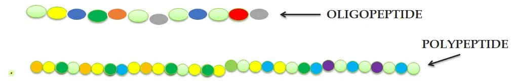 what is oligopeptide