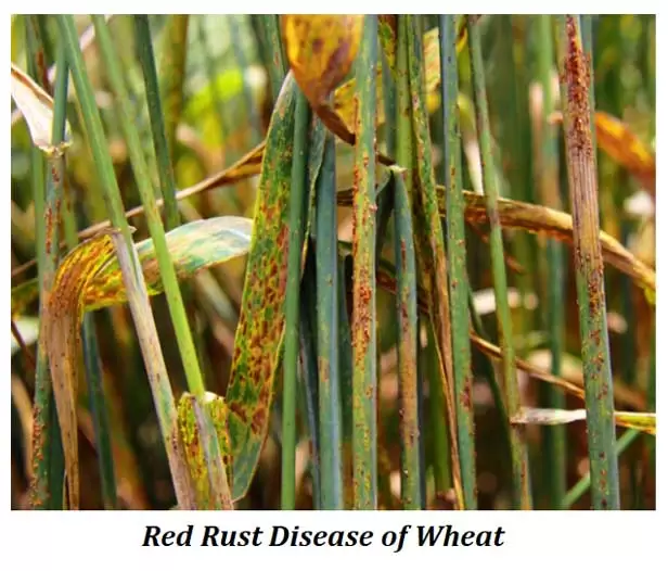 aim of plant breeding