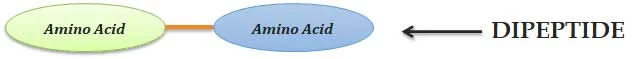 what is peptide linkage