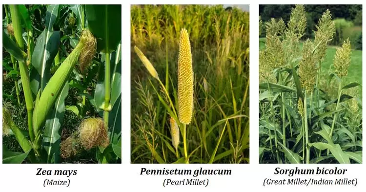 plant breeding of millets