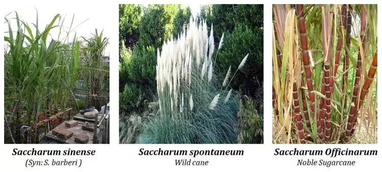 sugar cane breeding in India