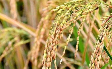 what is plant introduction