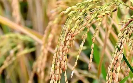 what is plant introduction