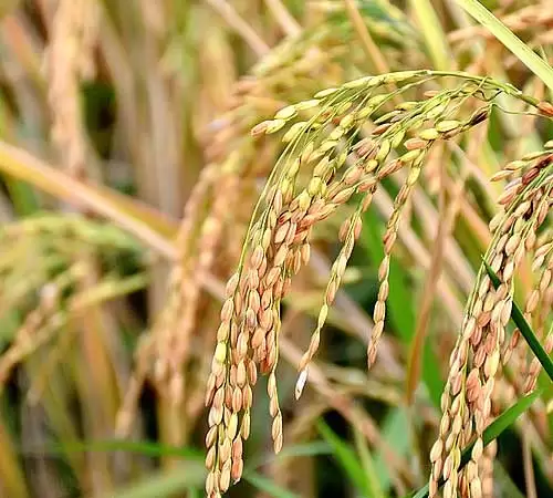 what is plant introduction?