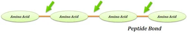 peptide bond