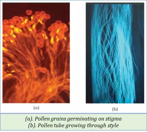 what is pollen tube