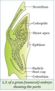 Sexual Reproduction in Flowering Plants | EasyBiologyClass