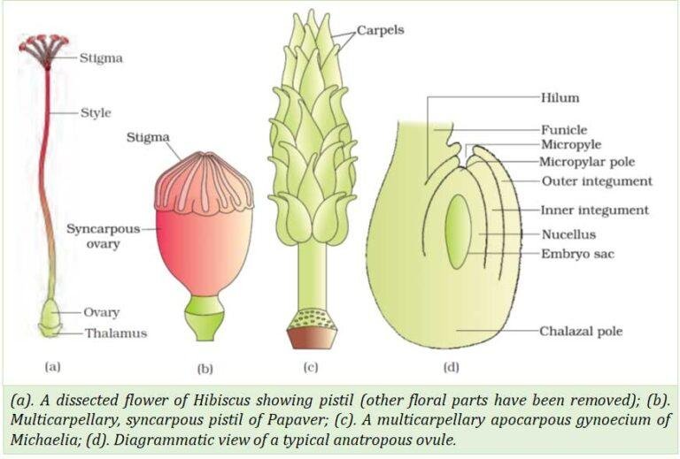 Plus Two Botany Notes Sexual Reproduction In Flowering Plants ...