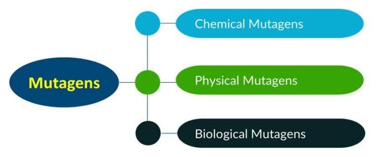 Physical And Chemical Mutagens Easybiologyclass 