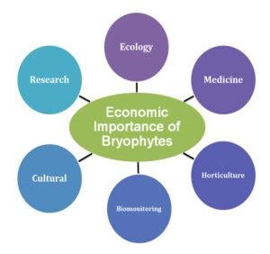 Economic Importance Of Bryophytes | EasyBiologyClass