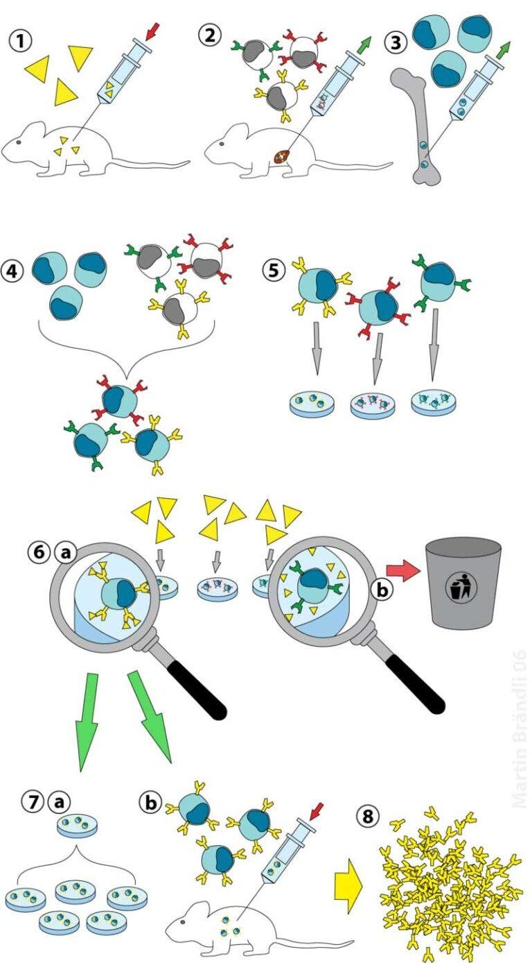 Hybridoma Technology Notes | EasyBiologyClass