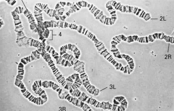 chromosome banding