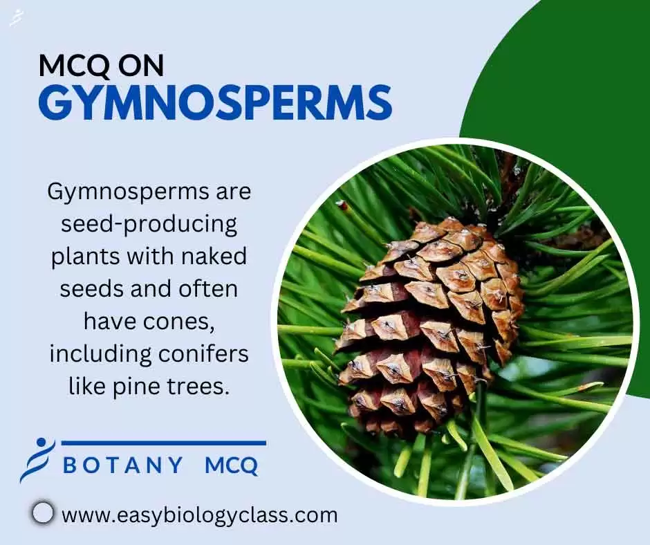 gymnosperms mcq