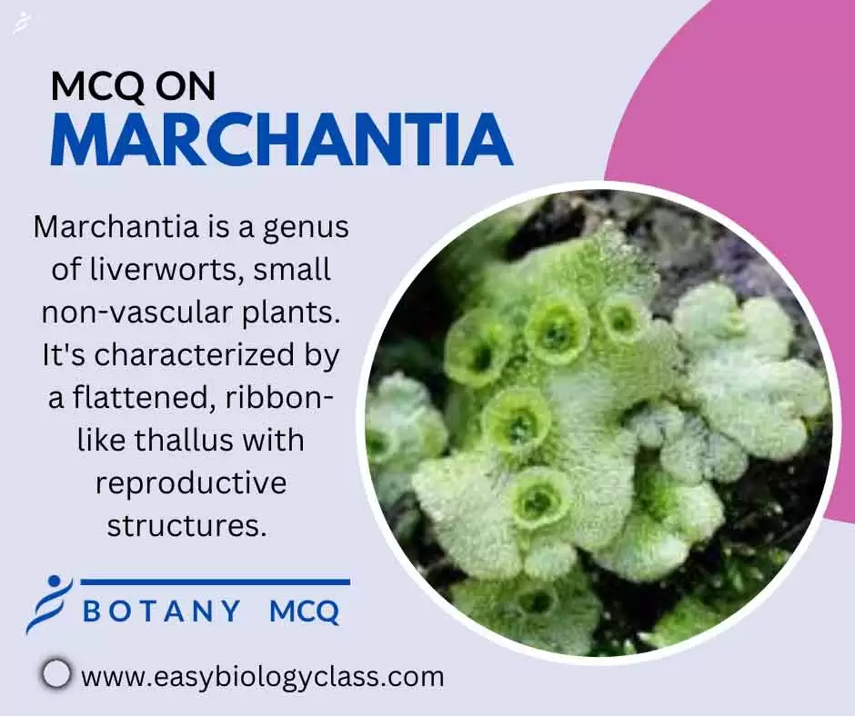 mcq on marchantia