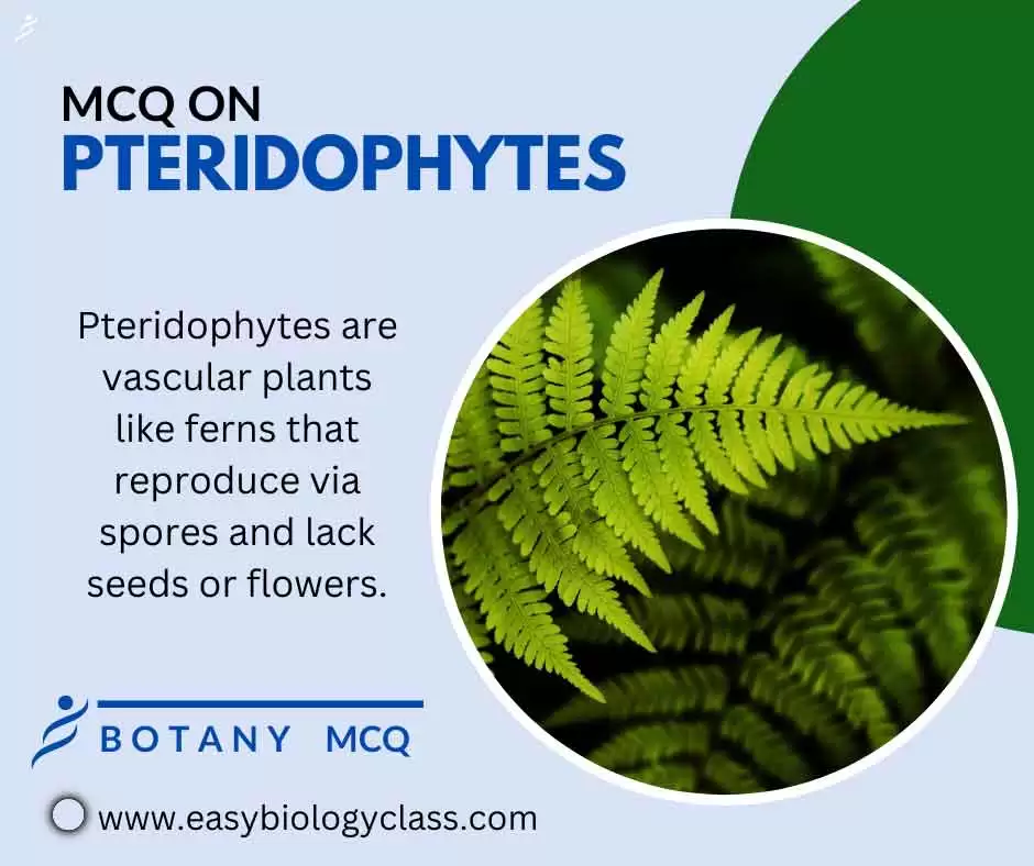 pteridophytes mcq