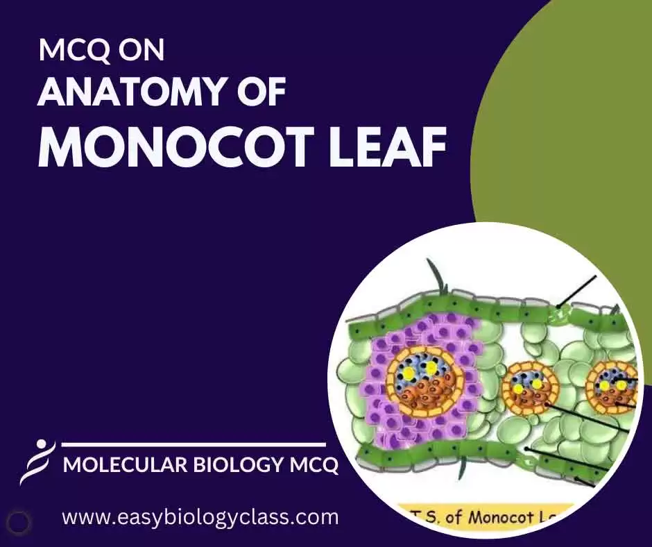 MCQ on Anatomy of Monocot Leaf