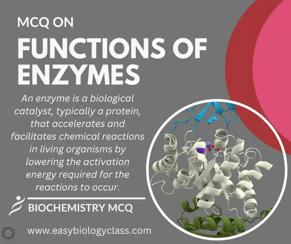 mcq on functions of enzymes