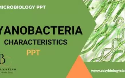 cyanobacteria ppt