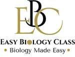 EBC Logo 2024