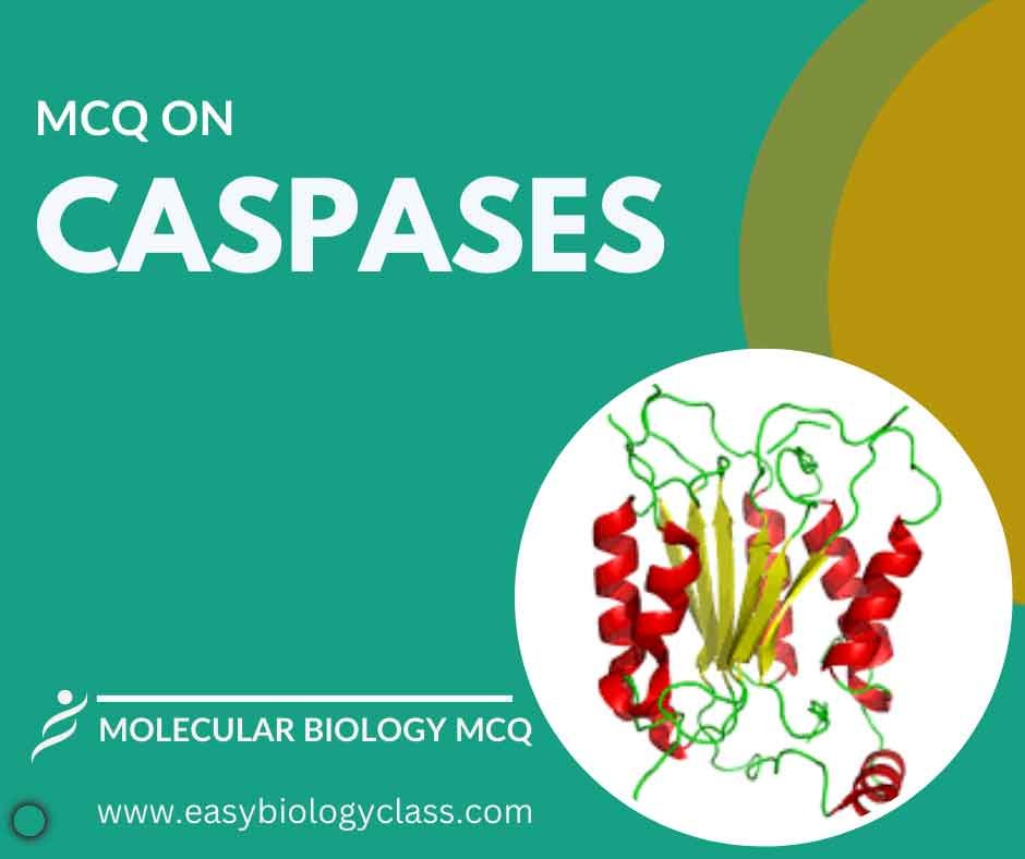 MCQ on Caspases in Apoptosis