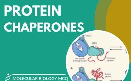 MCQ on Molecular Chaperones