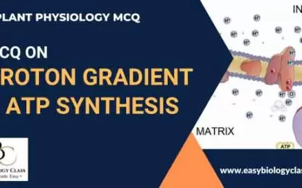 Proton Gradient and ATP Synthesis