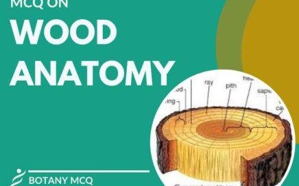 mcq on wood anatomy