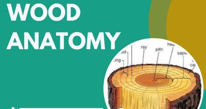 mcq on wood anatomy