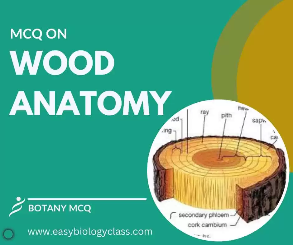 mcq on wood anatomy