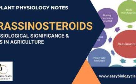 what are brassinosteroids
