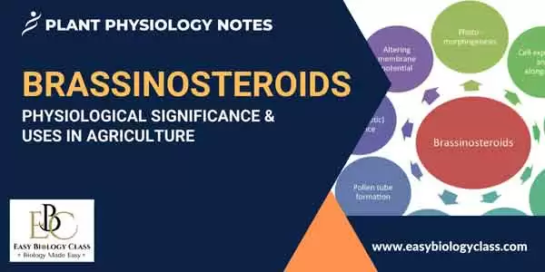 what are brassinosteroids
