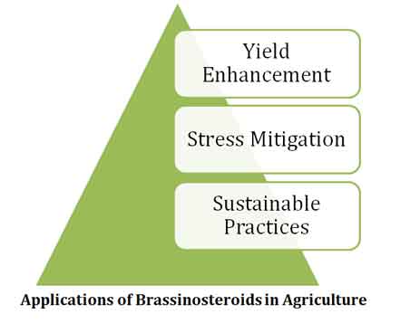 brassinolides in agriculture